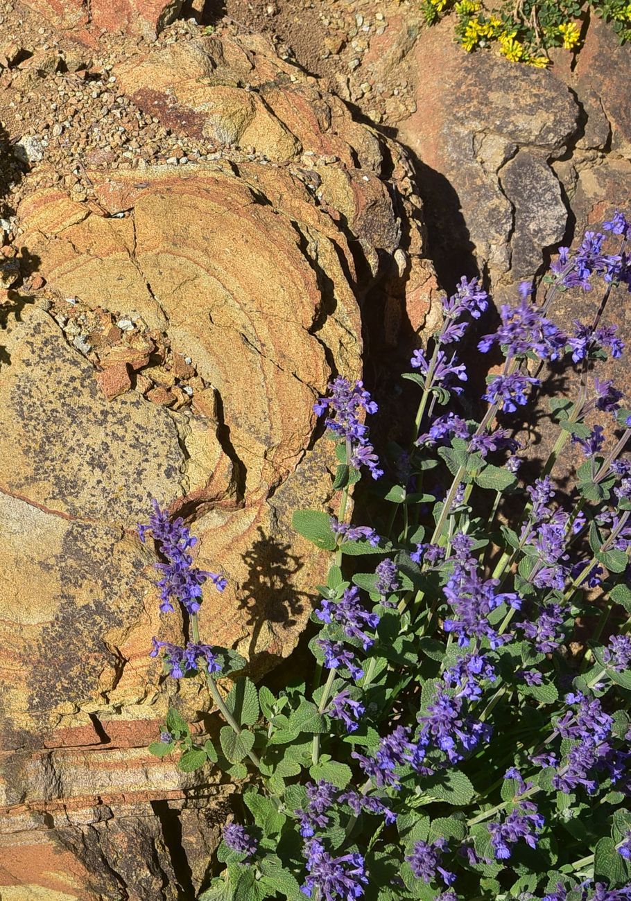 Image of Unknown species specimen.