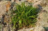 unknown species. Вегетирующее растение. Башкортостан, Абзелиловский р-н, Ташбулатовский сельсовет, хр. Кыктытау, на скальном останце. 11 июня 2025 г.