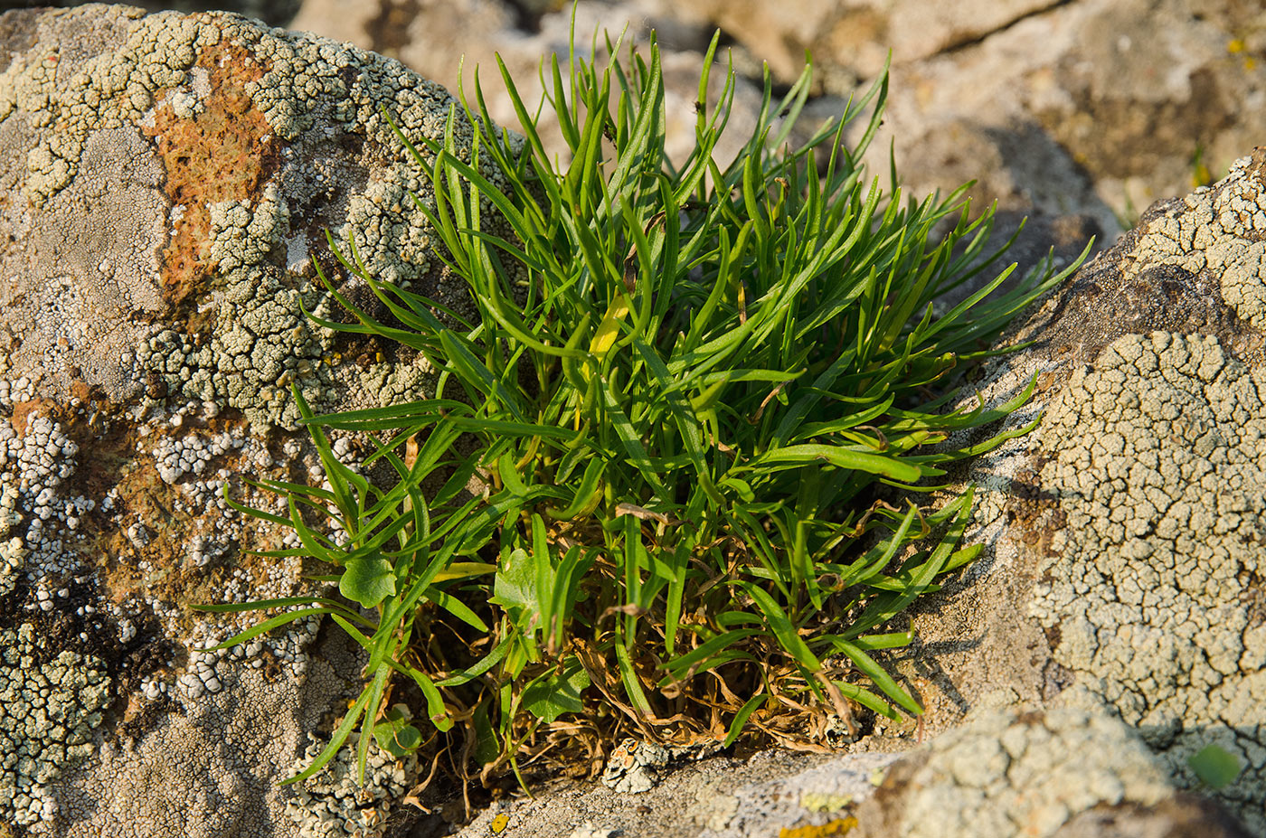 Image of Unknown species specimen.