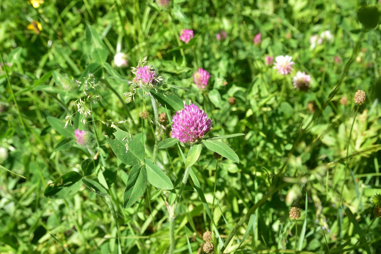 Изображение особи род Trifolium.