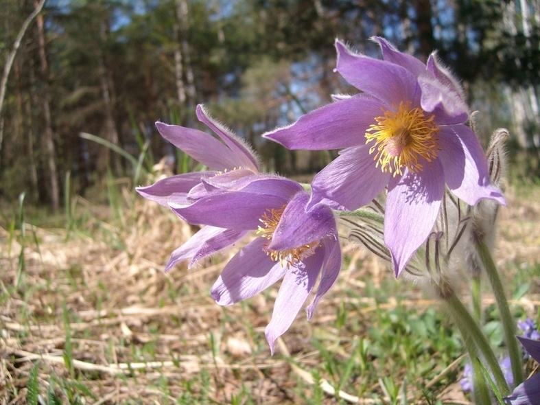 Image of Pulsatilla patens specimen.