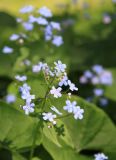 Brunnera sibirica. Соцветие. Московская обл., Пушкинский р-н, усадьба \"Мураново\". 22.05.2011.