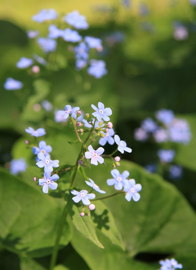 Изображение особи Brunnera sibirica.