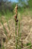 Carex globularis