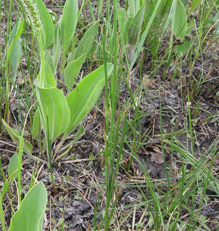 Изображение особи Plantago cornuti.