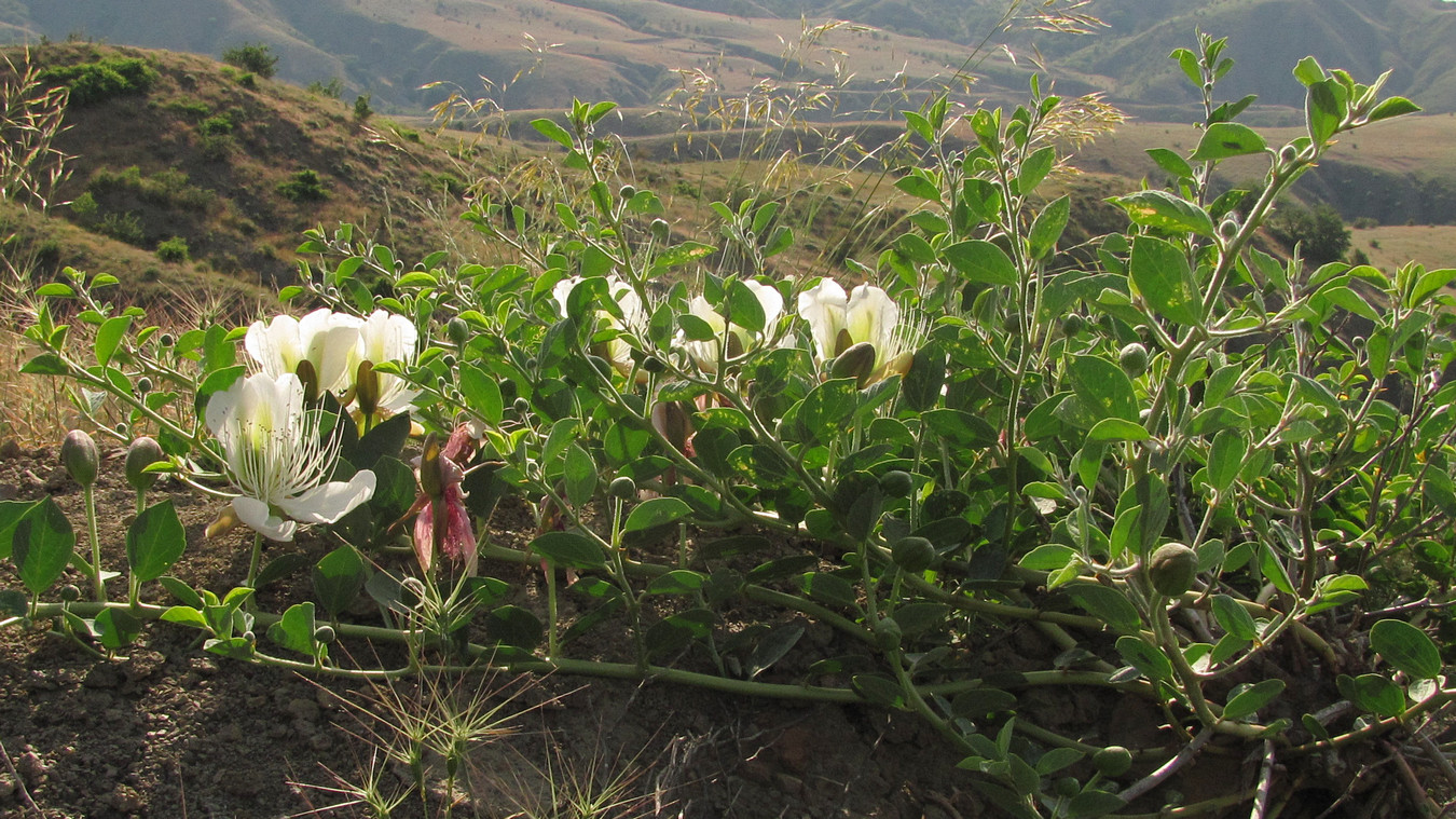 Image of Capparis herbacea specimen.
