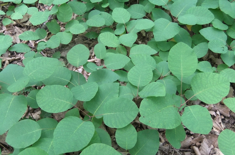 Image of Cotinus coggygria specimen.