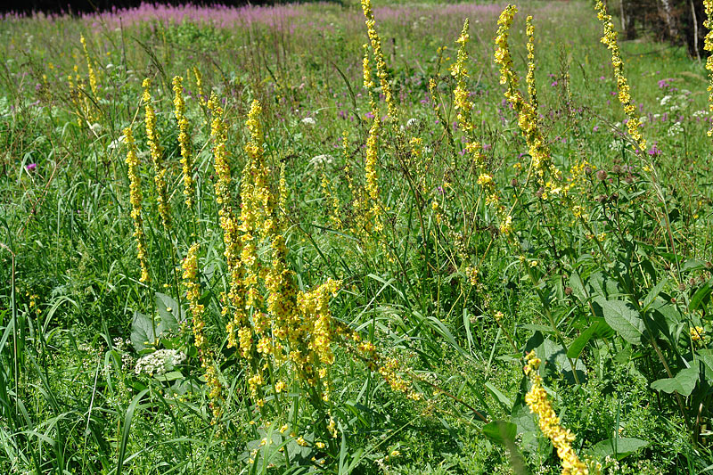 Изображение особи Verbascum nigrum.