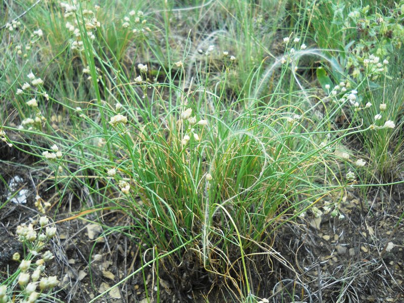 Image of Allium vodopjanovae specimen.