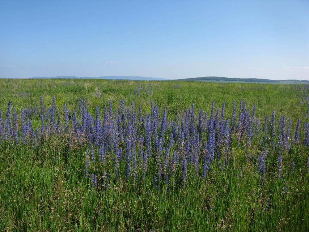 Изображение особи Echium vulgare.