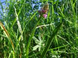 Dactylorhiza baltica