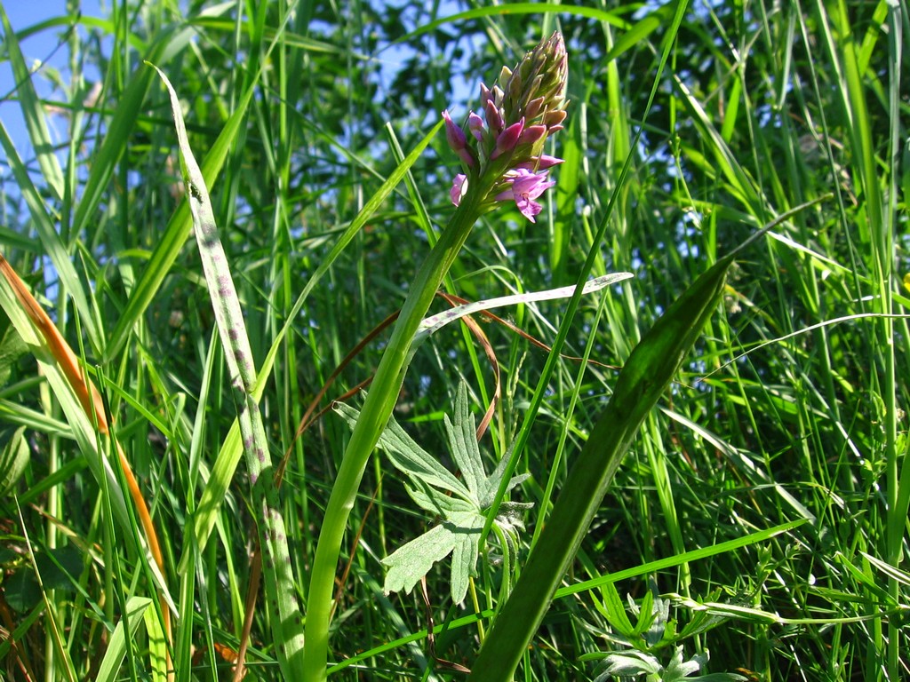 Image of Dactylorhiza baltica specimen.