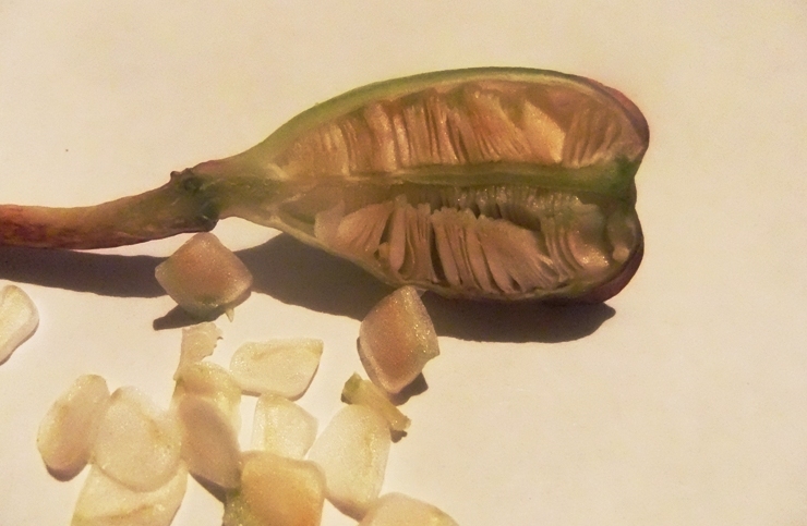 Image of Lilium monadelphum specimen.