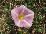 Calystegia soldanella