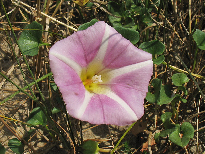 Изображение особи Calystegia soldanella.