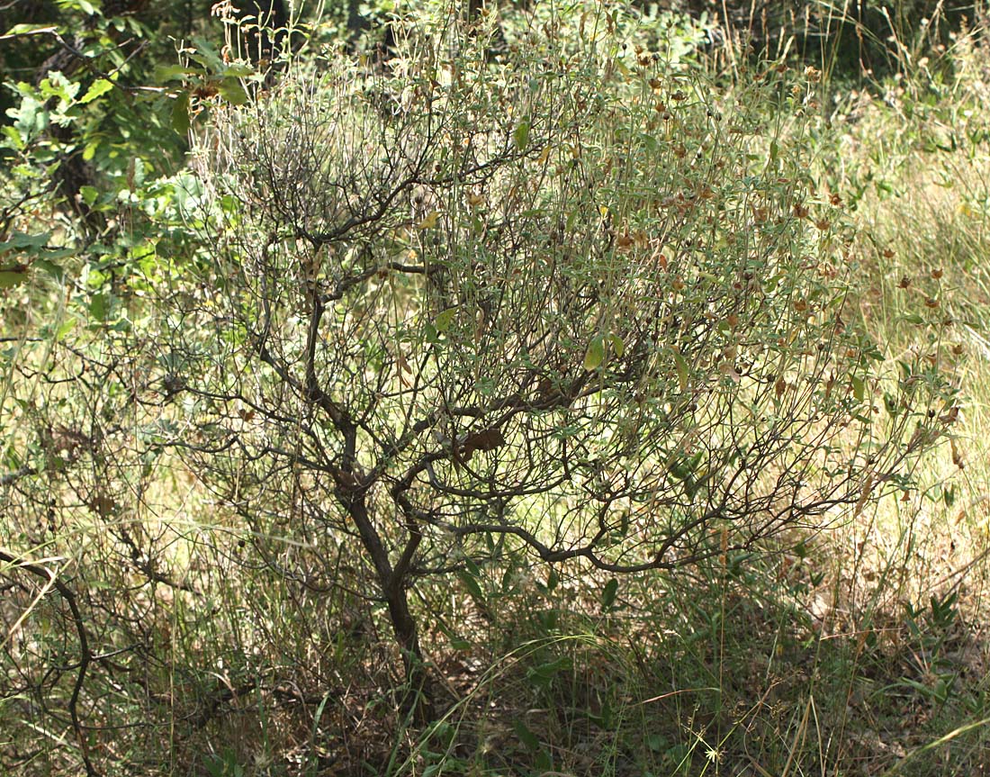 Image of Cistus tauricus specimen.