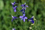 Delphinium consolida