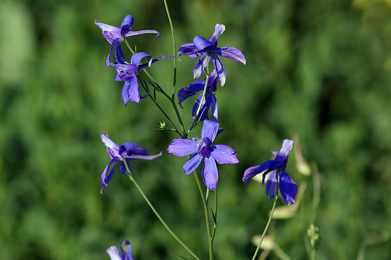 Изображение особи Delphinium consolida.