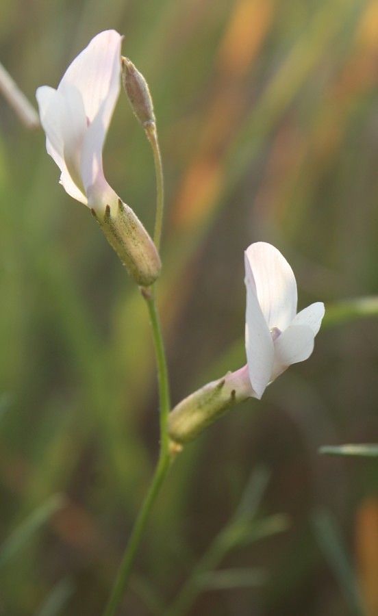 Изображение особи Astragalus pseudotataricus.