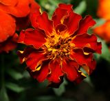 Tagetes patula