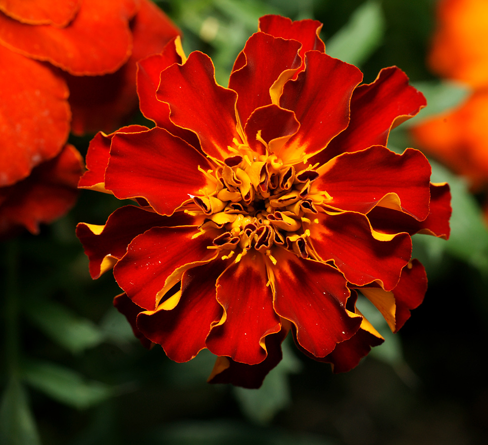 Image of Tagetes patula specimen.