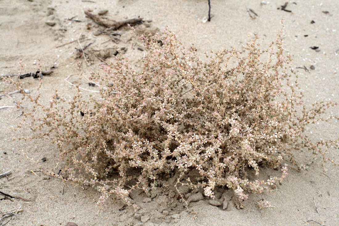 Image of Salsola sclerantha specimen.