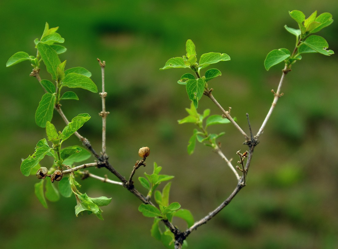 Изображение особи Lonicera nummulariifolia.