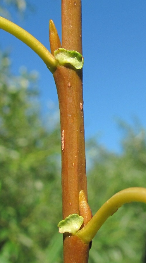 Image of Salix × meyeriana specimen.