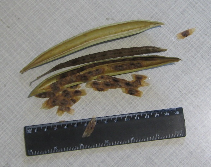 Image of Campsis radicans specimen.