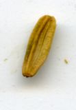 Image of taxon representative. Author is Николай Дегтярёв