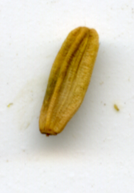 Image of Sonchus palustris specimen.