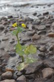 Caltha palustris