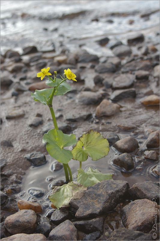 Image of Caltha palustris specimen.