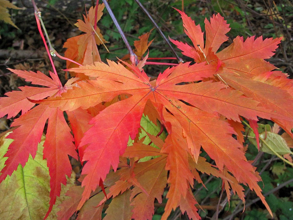 Изображение особи Acer japonicum.