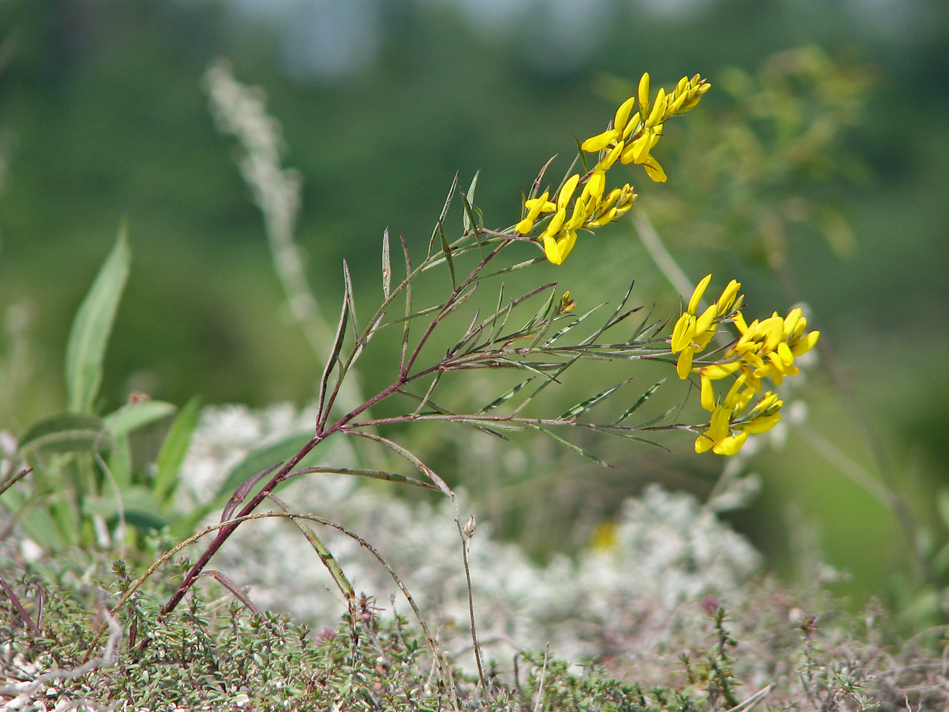 Изображение особи Genista tanaitica.