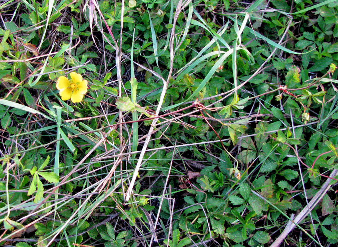 Изображение особи Potentilla reptans.