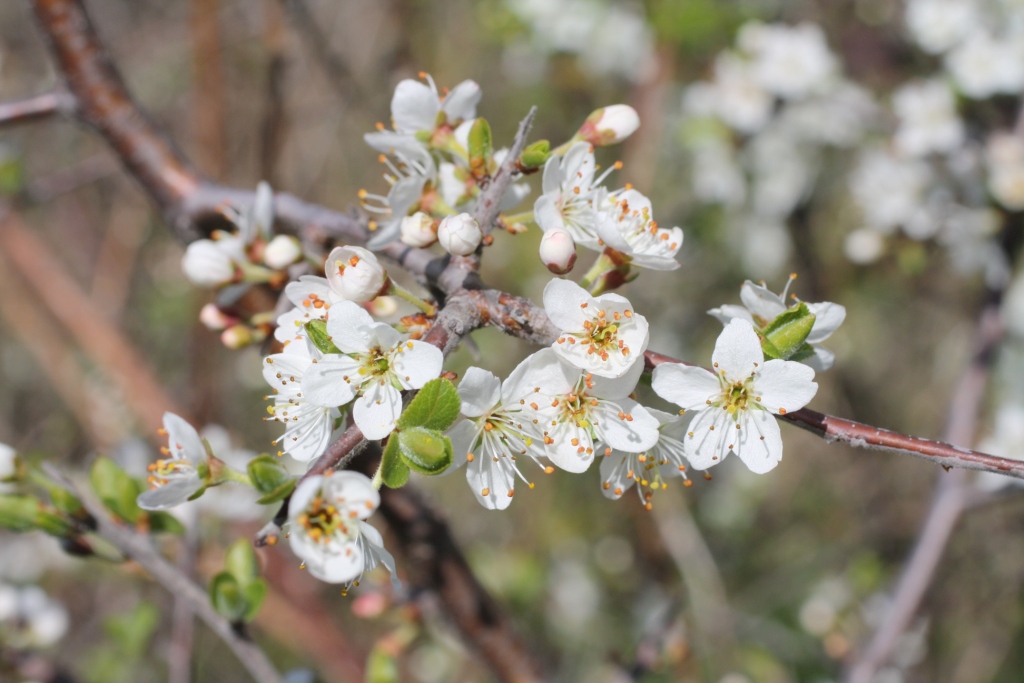 Изображение особи Prunus stepposa.