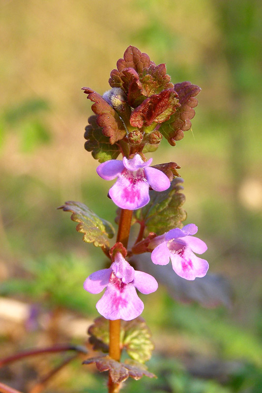 Image of Glechoma hederacea specimen.