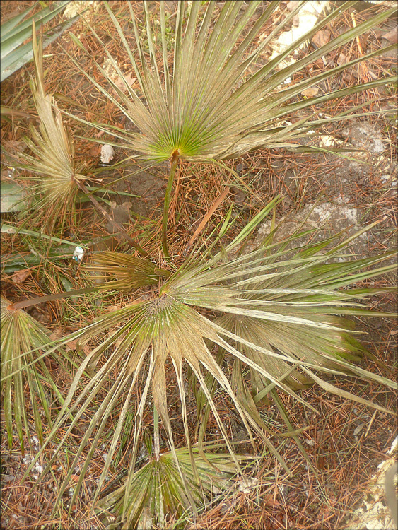 Изображение особи Trachycarpus fortunei.