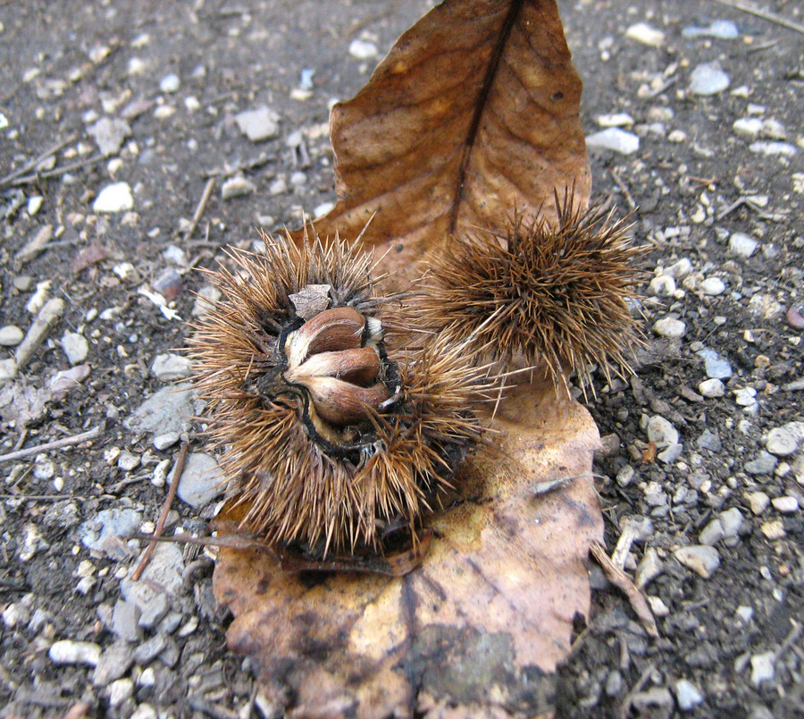 Image of Castanea sativa specimen.