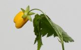 Kerria japonica. Раскрывающийся бутон. Германия, г. Кемпен, в прогулочной зоне. 20.04.2012.