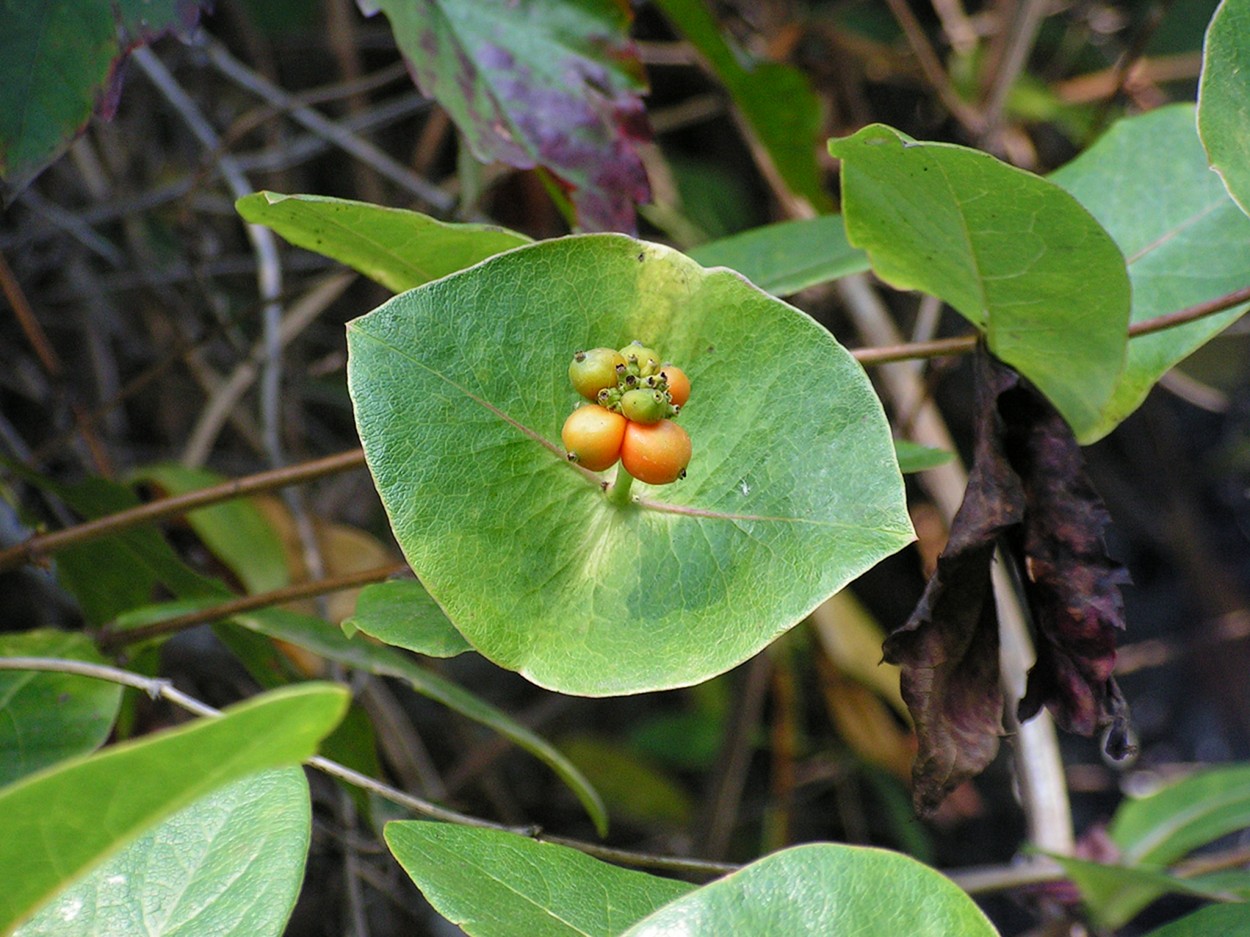 Image of Lonicera &times; tellmanniana specimen.