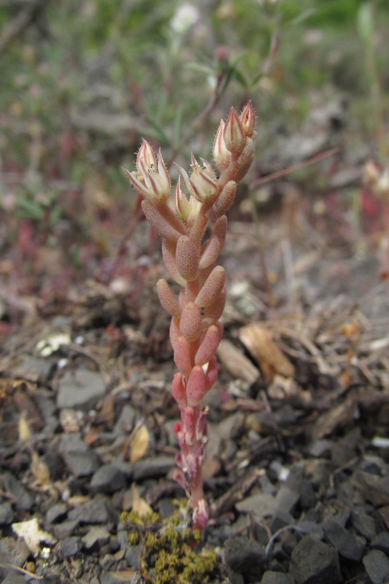 Image of Sedum rubens specimen.