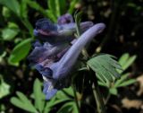 Corydalis subjenisseensis