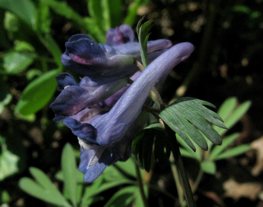 Image of Corydalis subjenisseensis specimen.