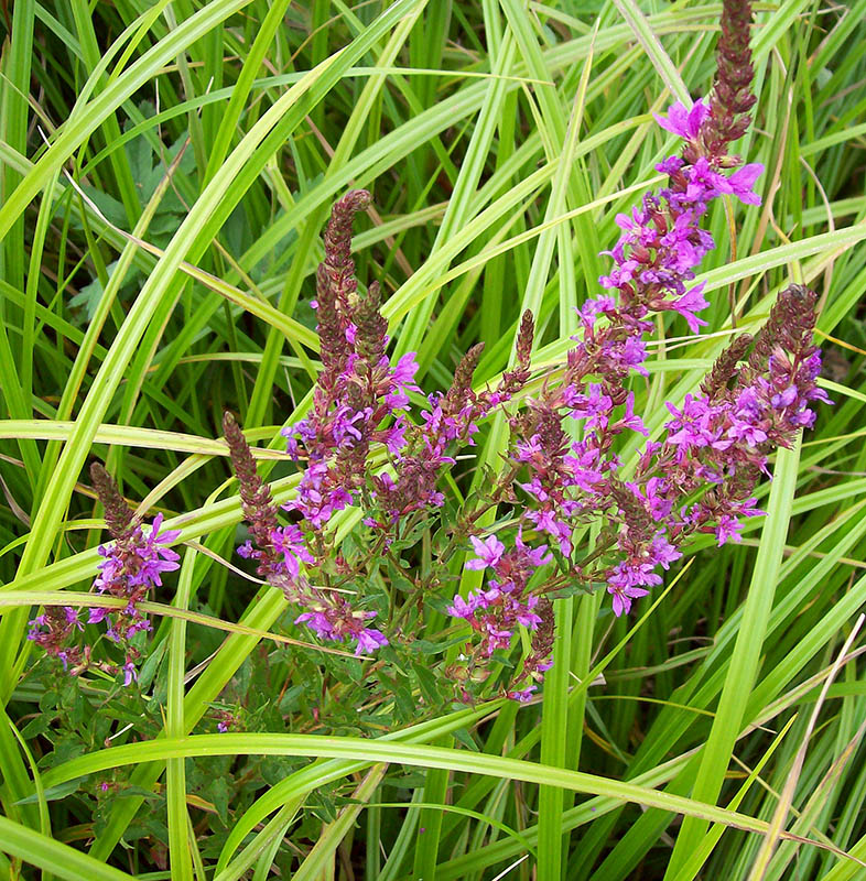 Изображение особи Lythrum salicaria.