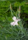 Dianthus plumarius