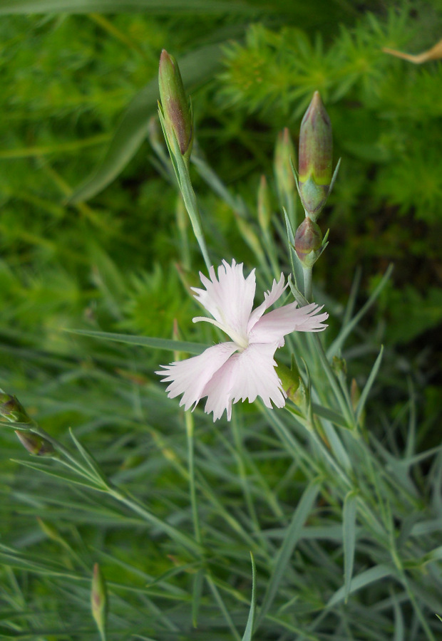 Image of Dianthus plumarius specimen.