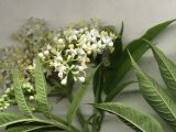 Sambucus ebulus