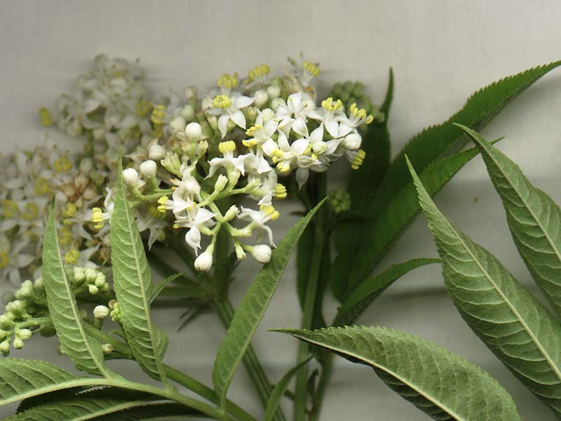 Изображение особи Sambucus ebulus.